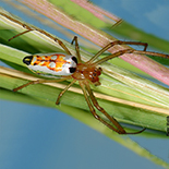 Leucauge festiva